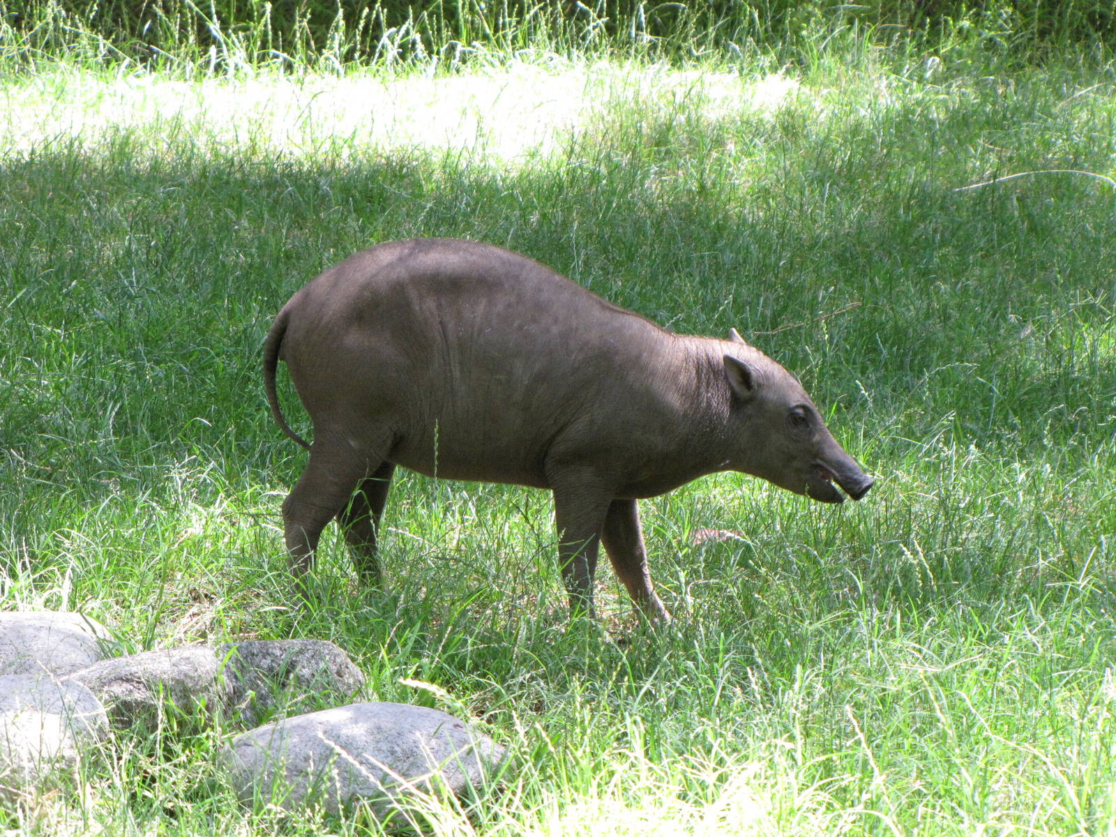 Older Babirusa Offspring