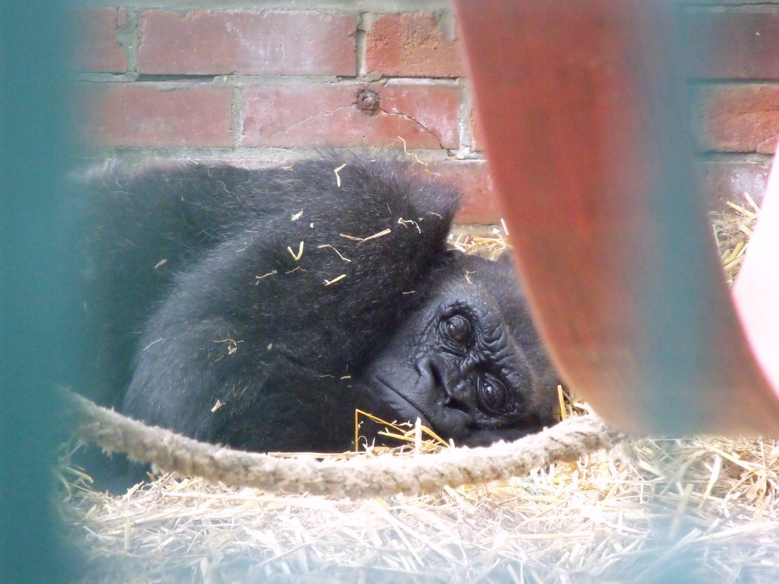 Older Female Gorilla