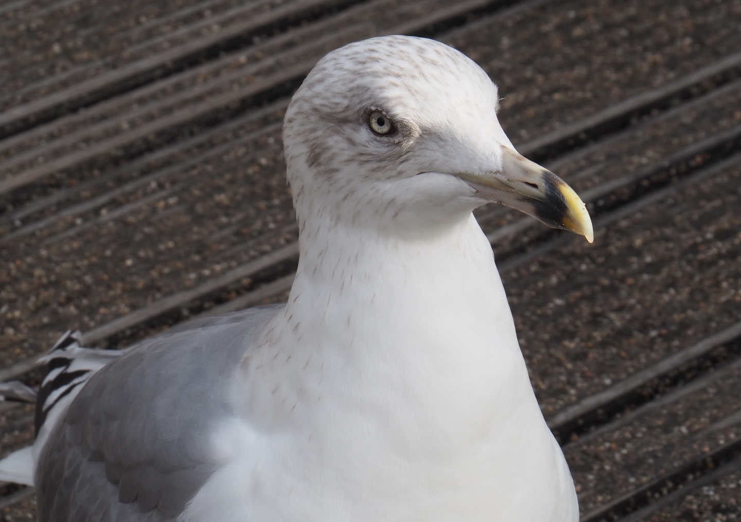 Older juvenile European herring gull (Larus argentatus), Nov 10th, 2018