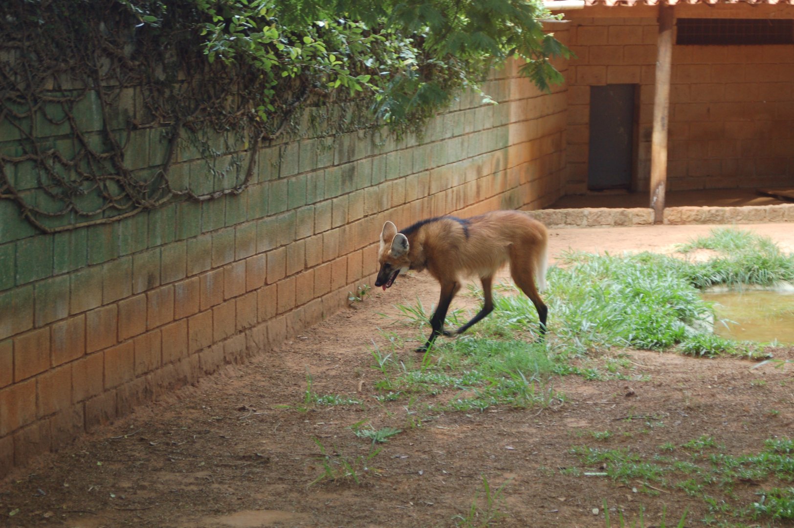Older male maned wolf