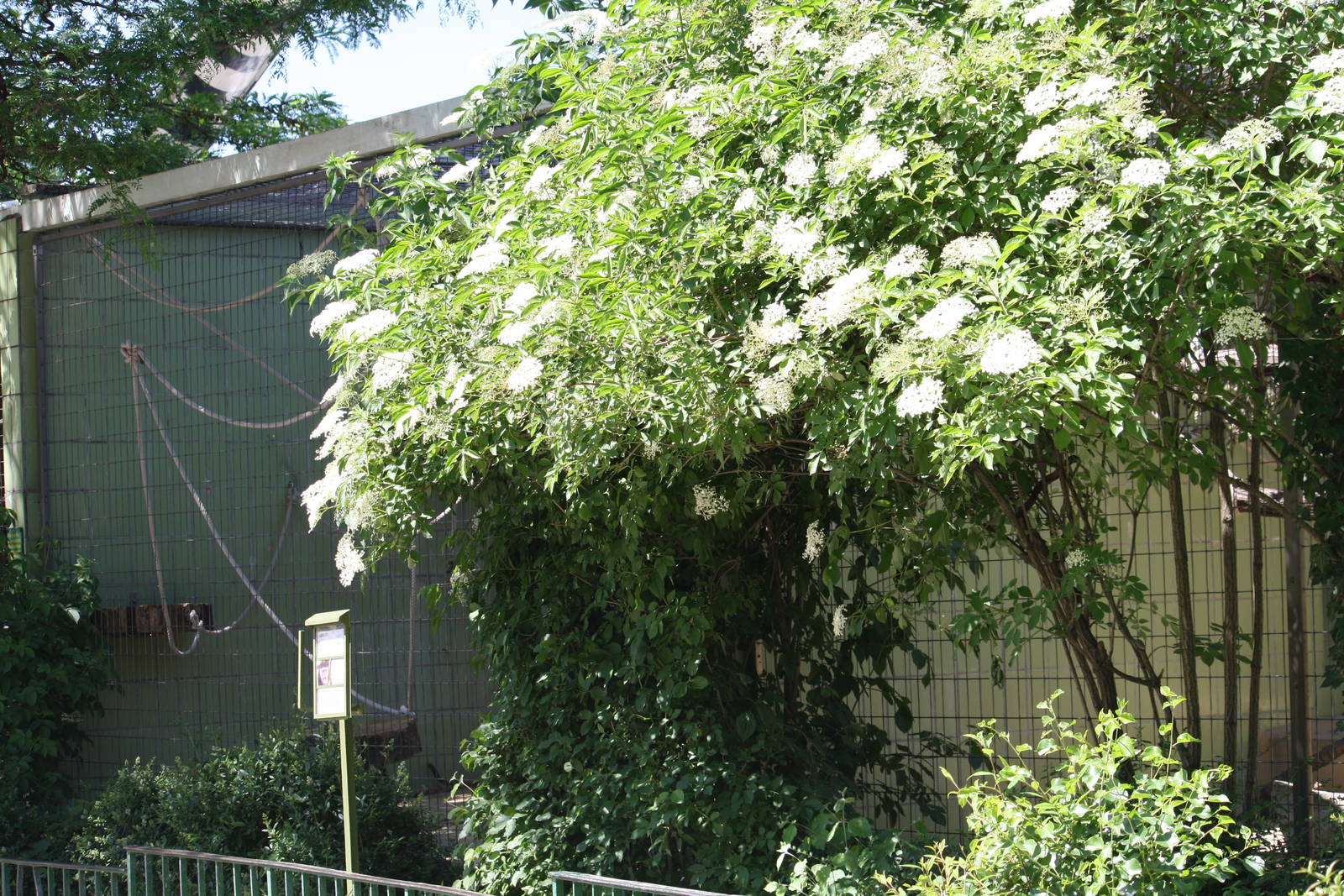 Older style primate enclosures - 4 June 2010