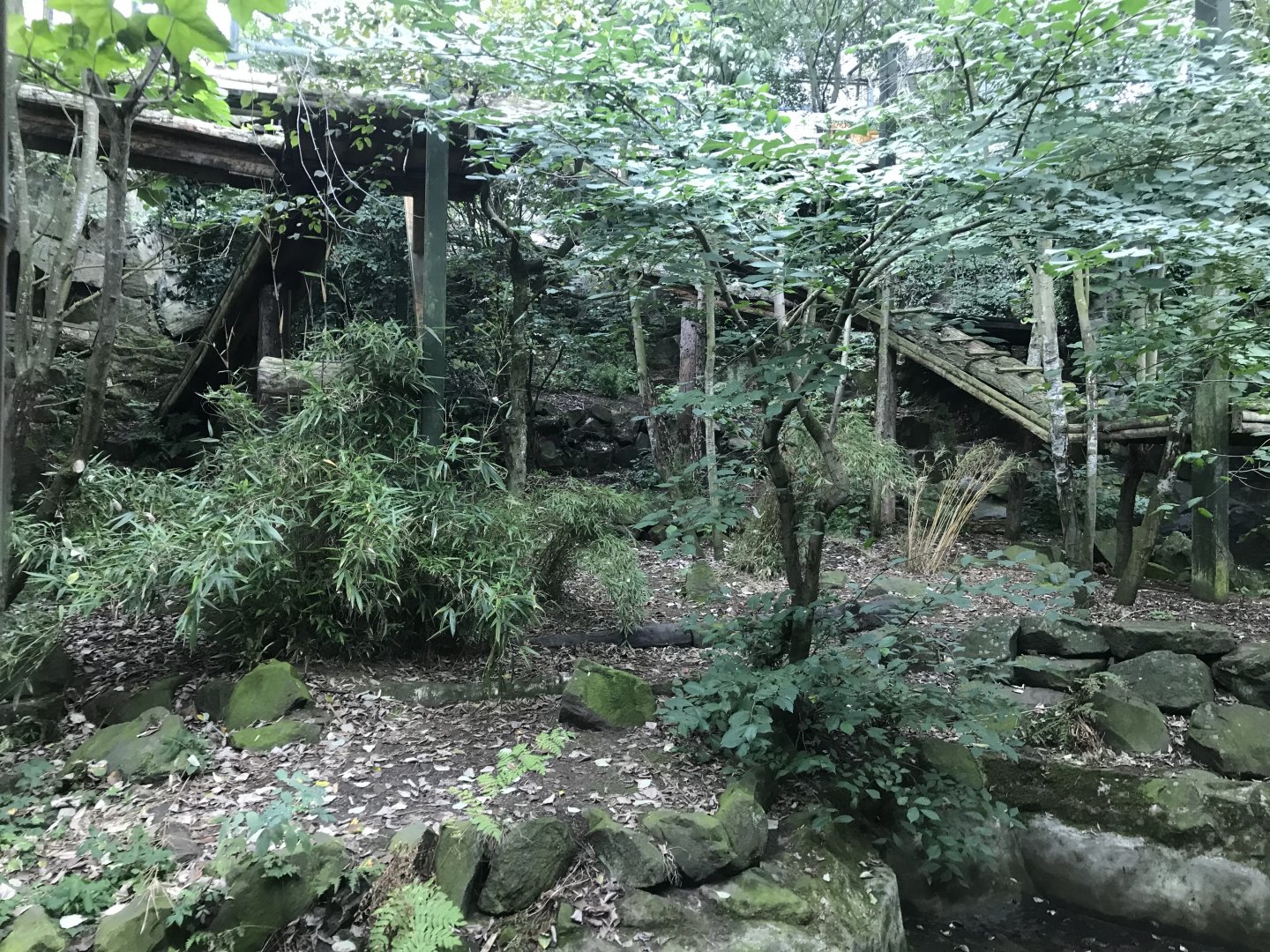 Older Sumatran tiger enclosure (3)