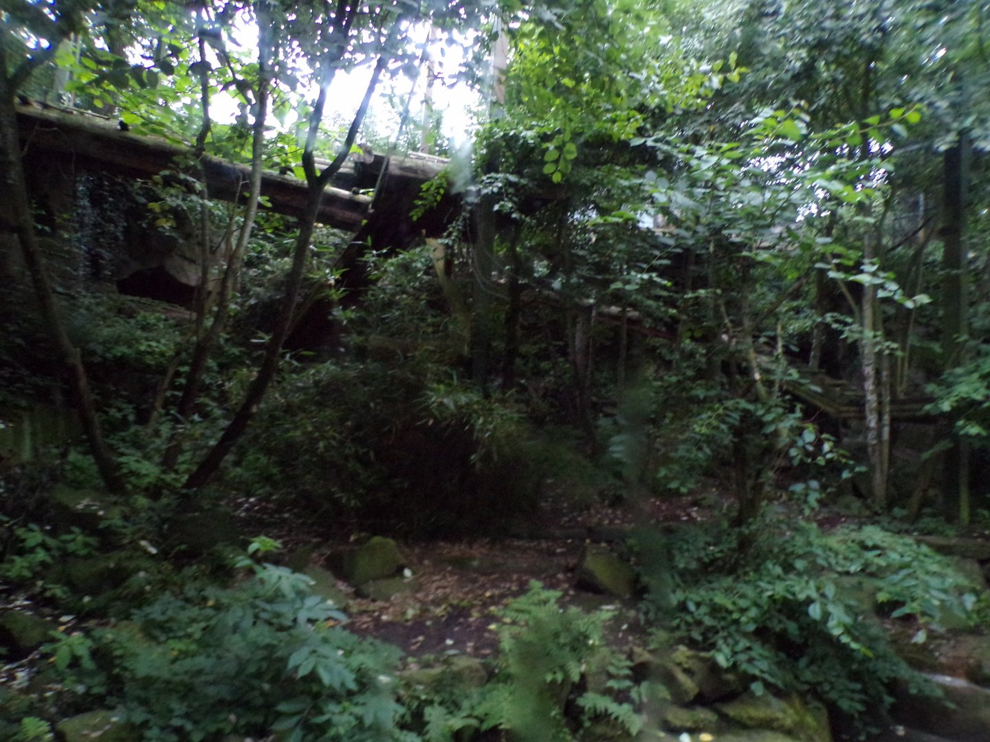 Older sumatran tiger enclosure in the evening 22.7.23