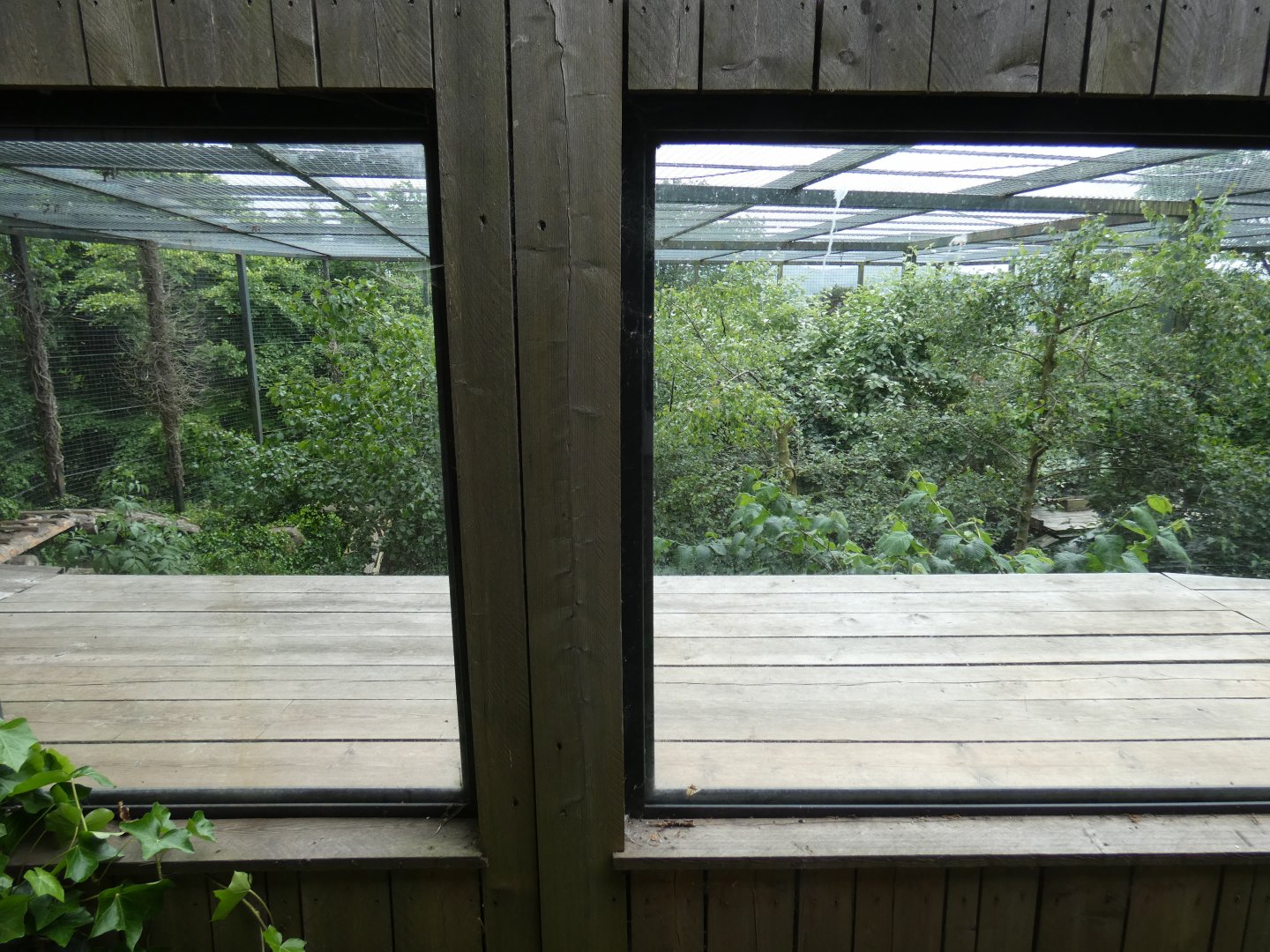 Older Sumatran tiger enclosure