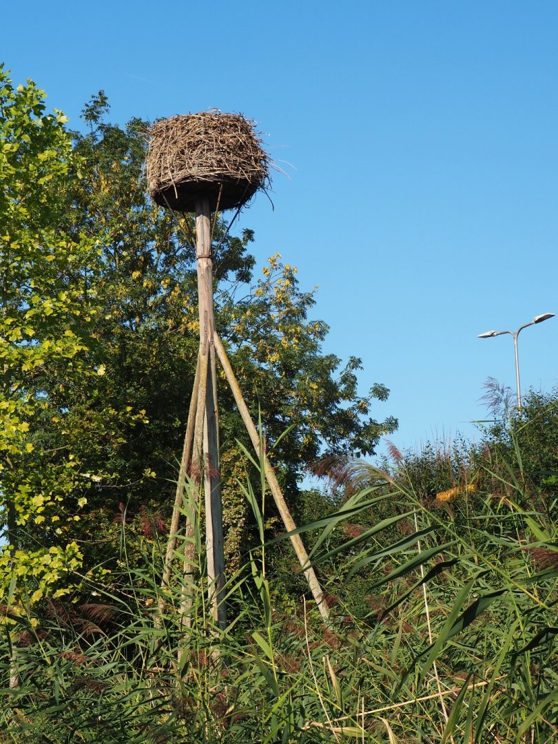 Older white stork nest (Sep 2nd, 2018)