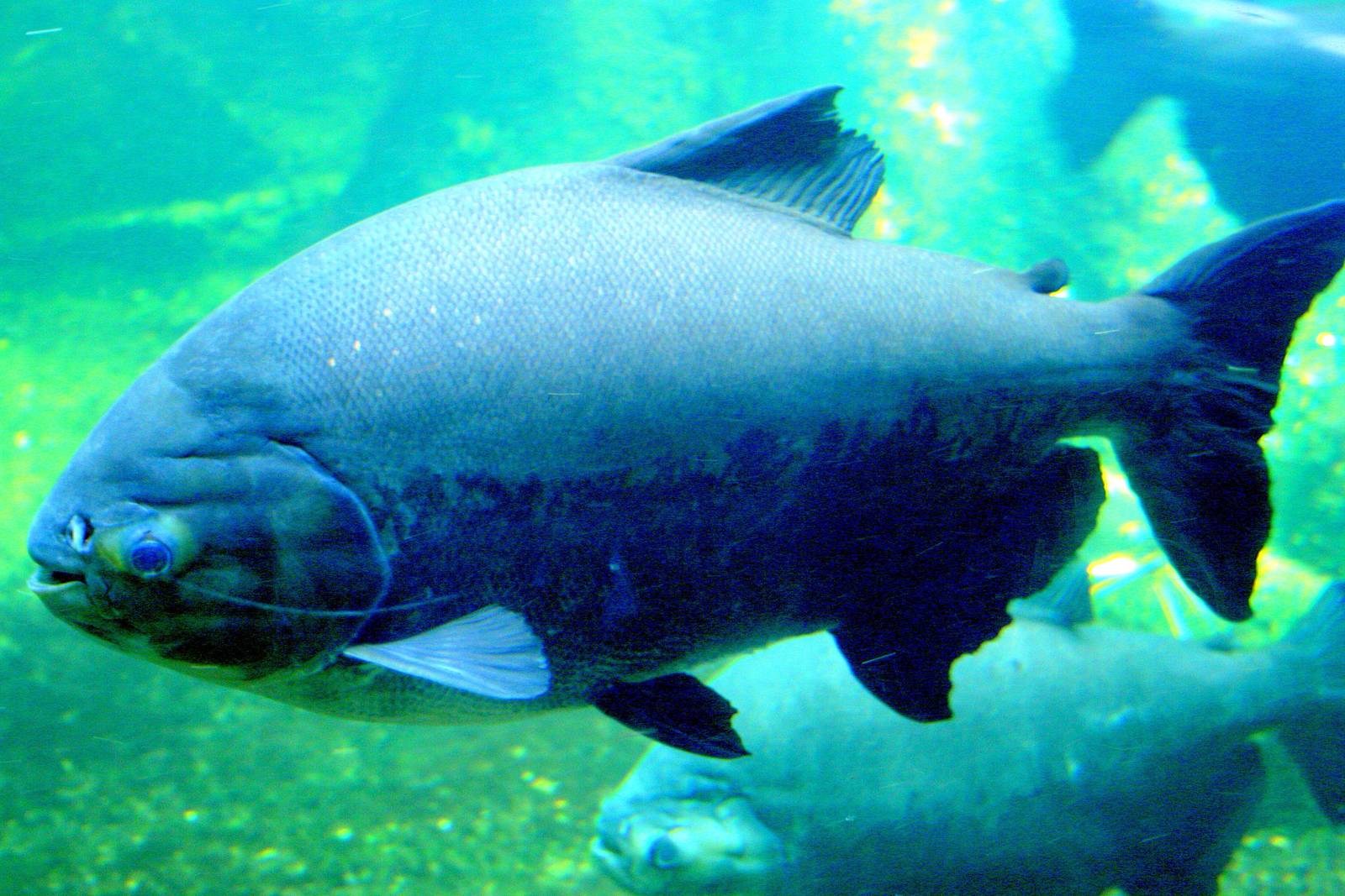 Oldest aquarium inhabitant; Berlin Zoo Aquarium; 10th June 2014