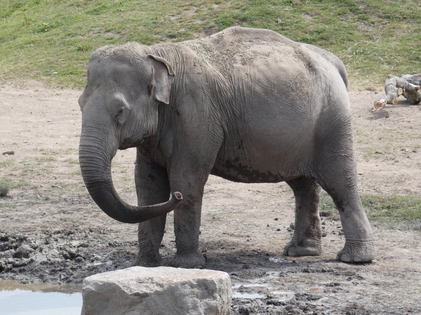 Oldest Asian elephant cow