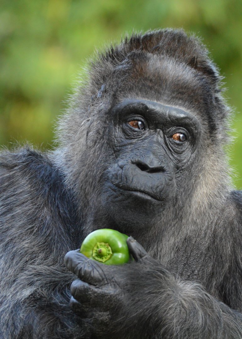 Oldest known gorilla in the world - Fatou