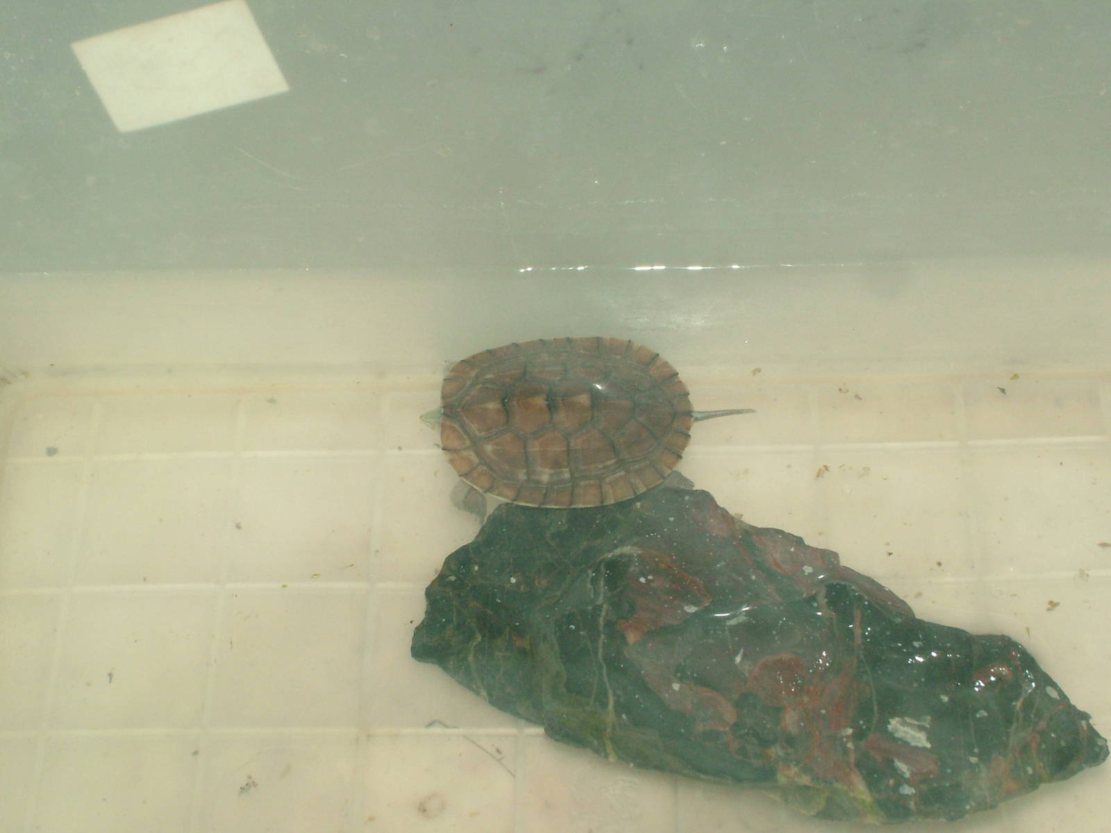 Oldham's Leaf Turtle Hatchling at the Turtle Centre, Cuc Phuong, 10/03/12