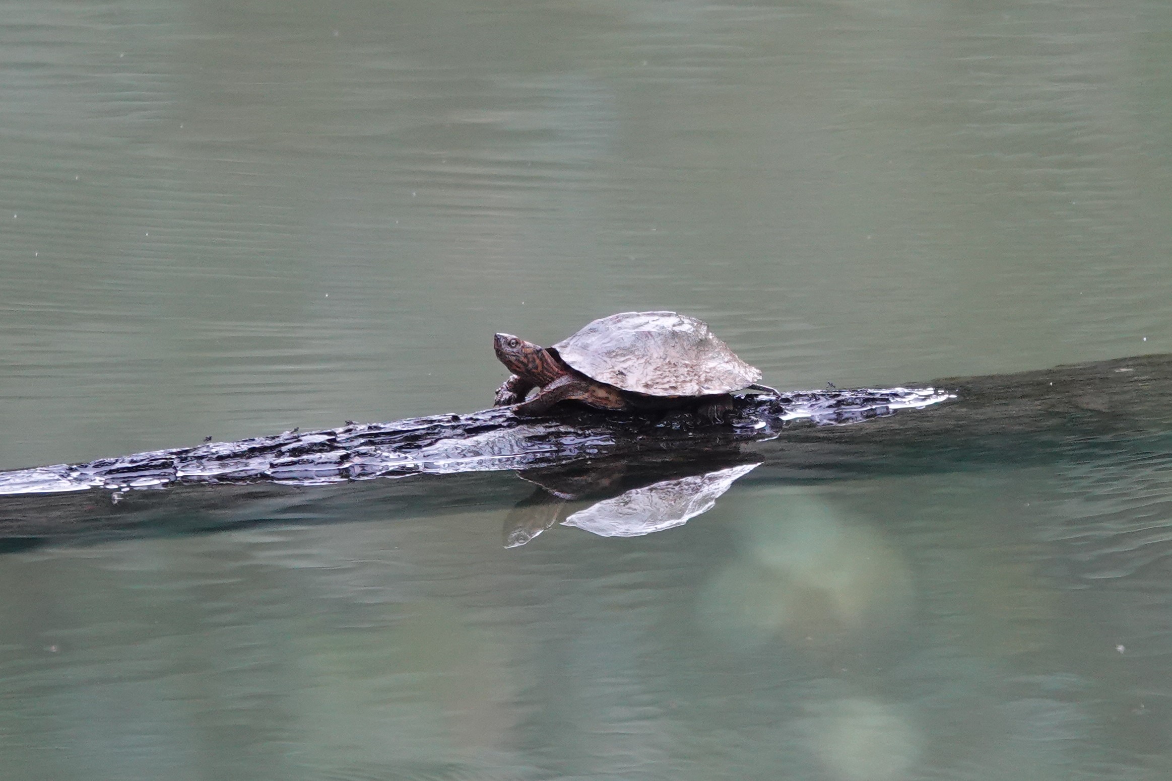 Oldham's Leaf Turtle