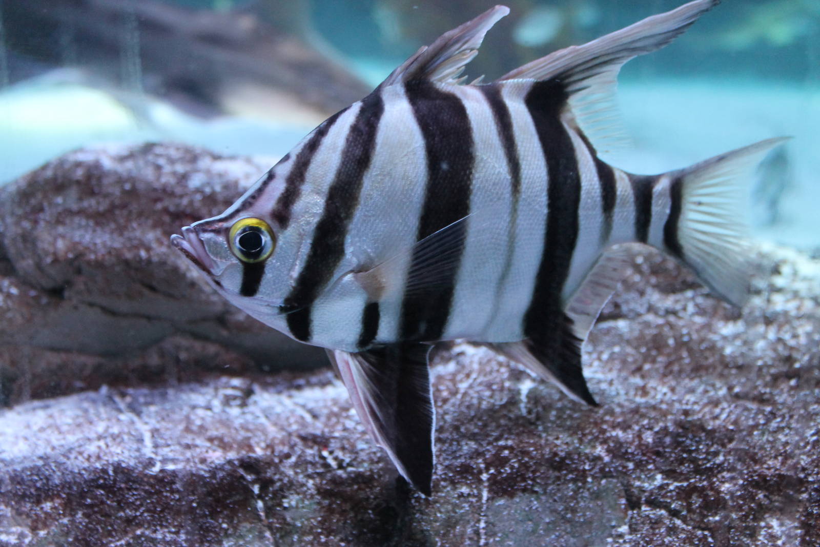 oldwife (Enoplosus armatus)