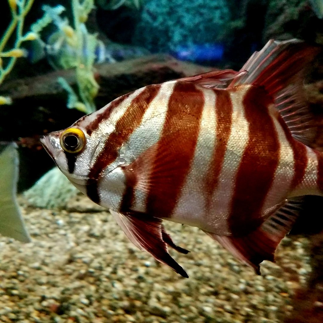 Oldwife (Enoplosus armatus)