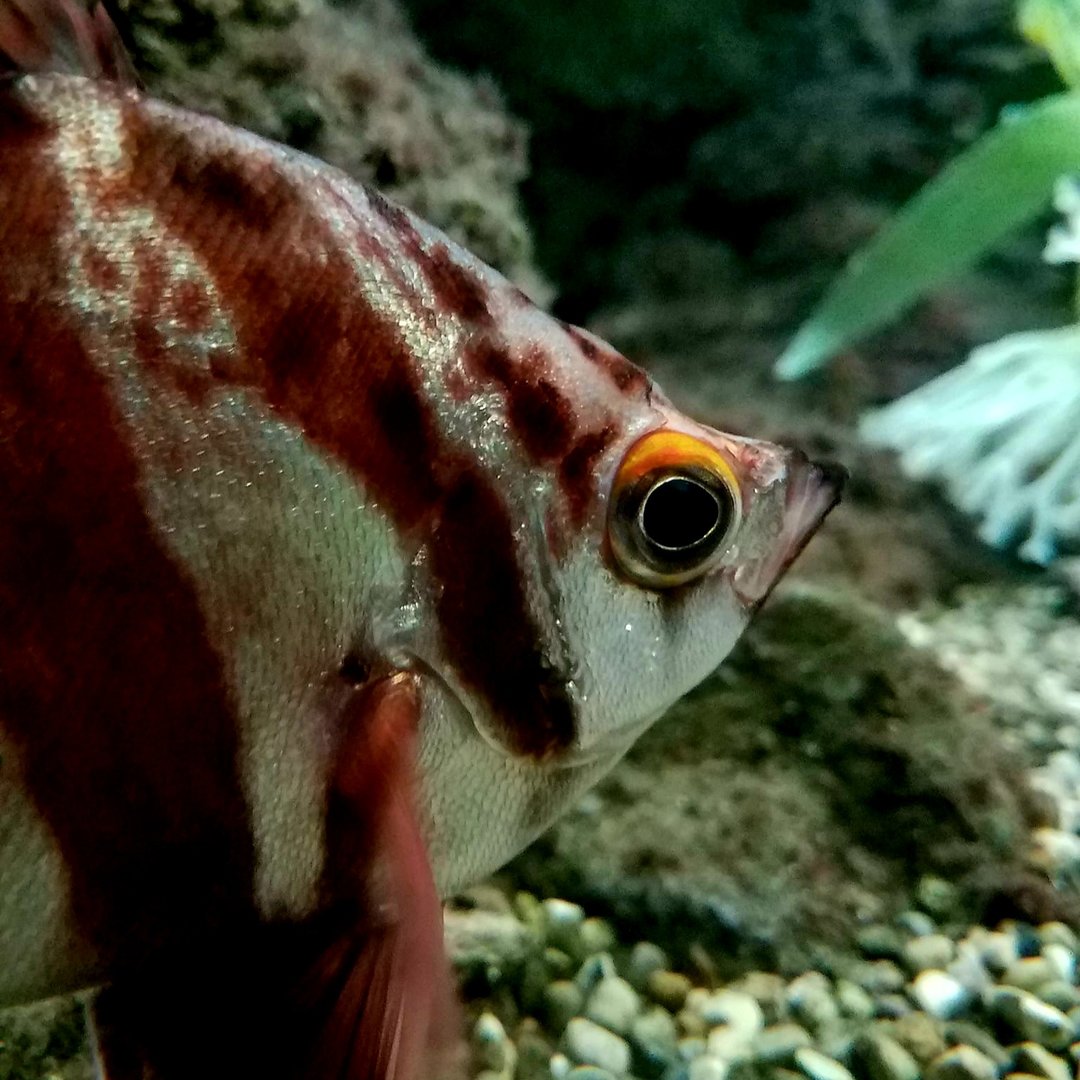 Oldwife (Enoplosus armatus)