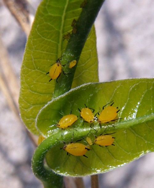 Oleander Aphids (Aphis nerii)