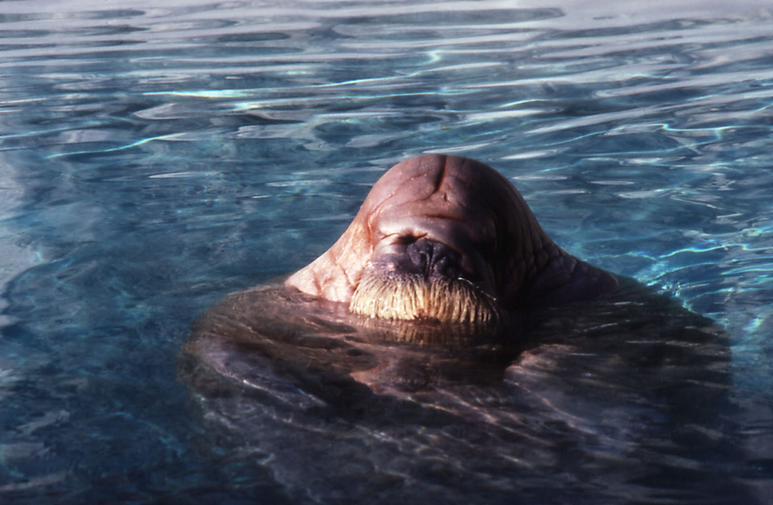 Olga the Walrus - 1987