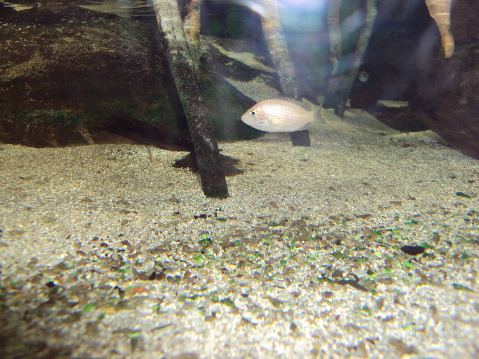 Oligomelanic Orange Chromide