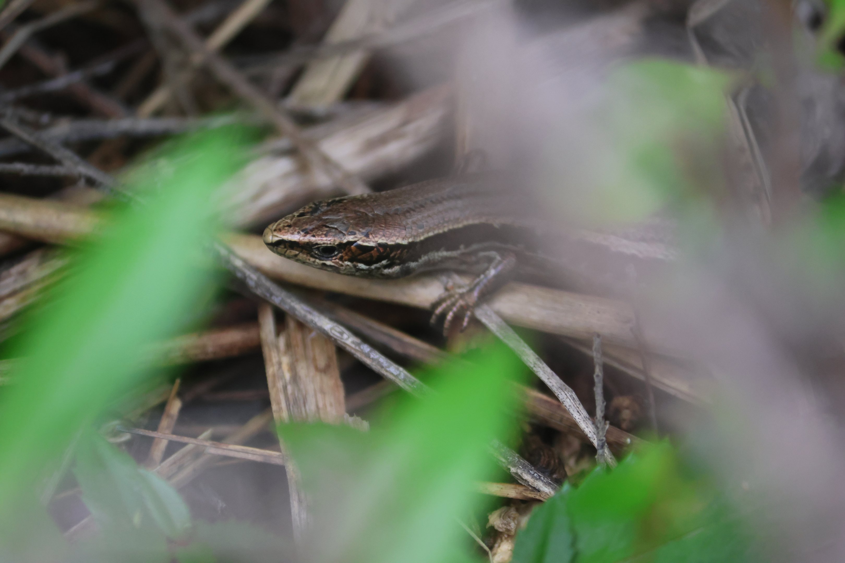 Oligosoma sp., Muritai Park (Eastbourne, Lower Hutt, Wellington)