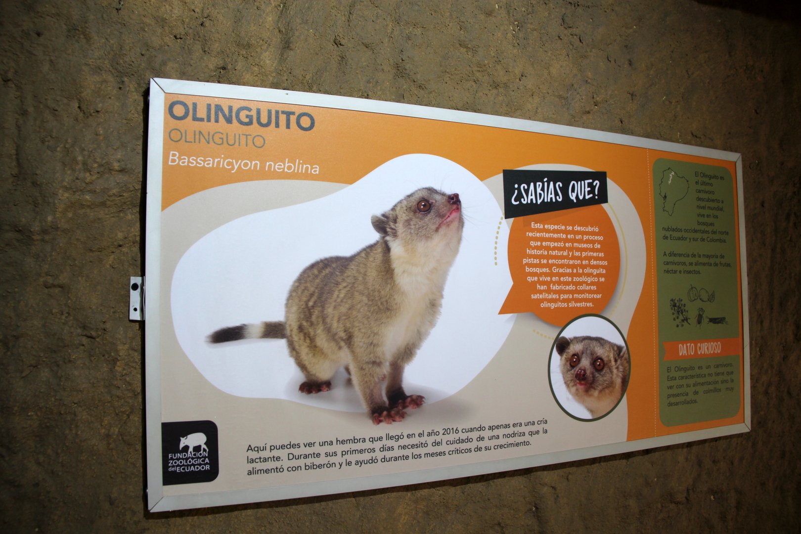 olinguito (Bassaricyon neblina) sign