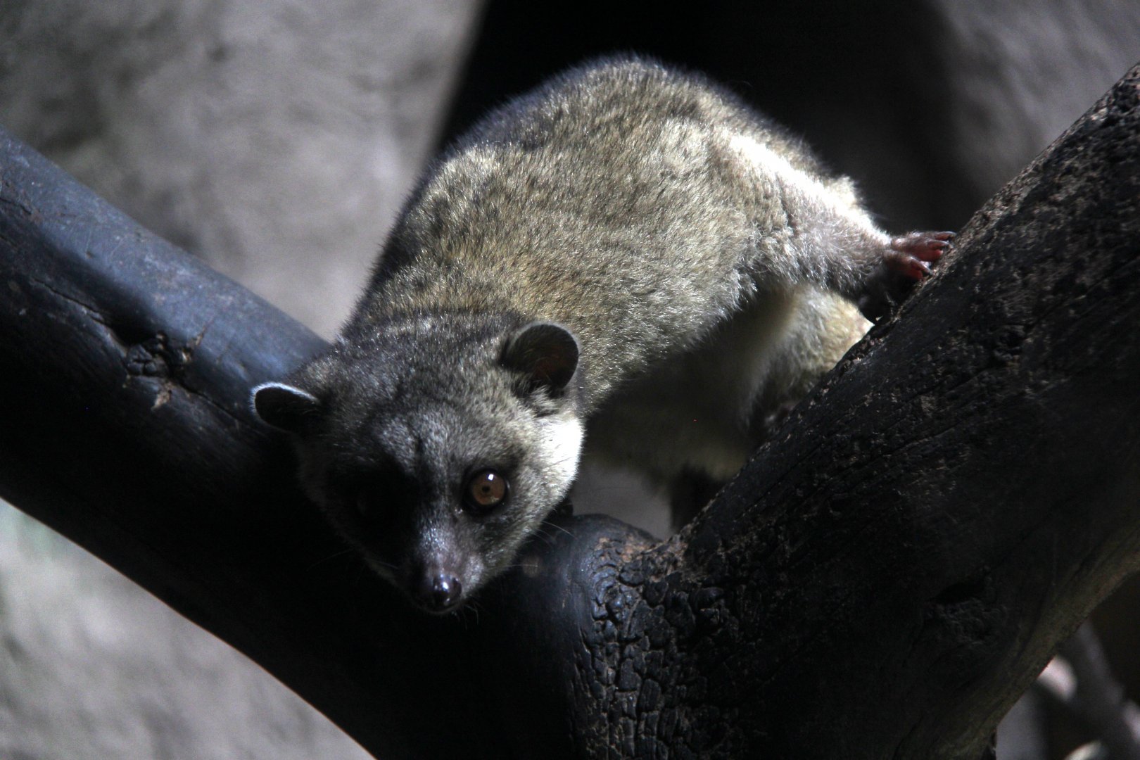 olinguito (Bassaricyon neblina)