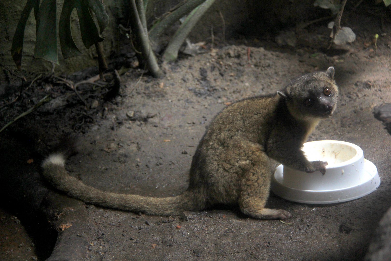 olinguito (Bassaricyon neblina)