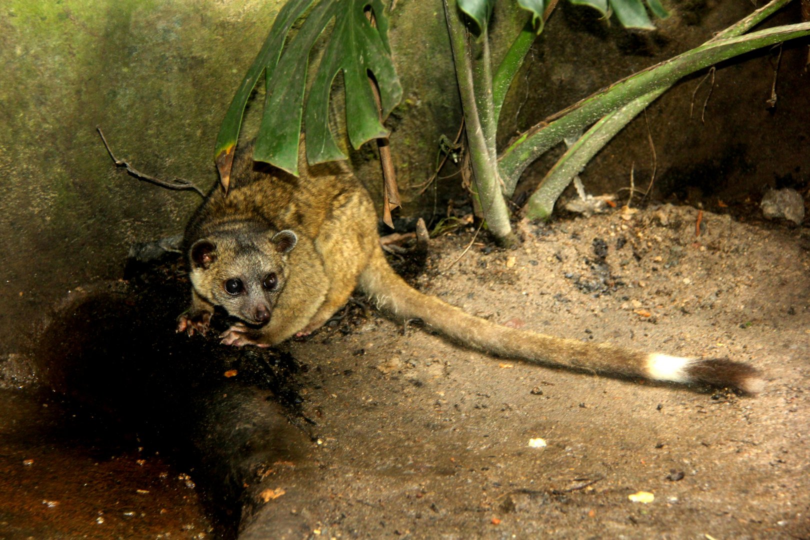 olinguito (Bassaricyon neblina)