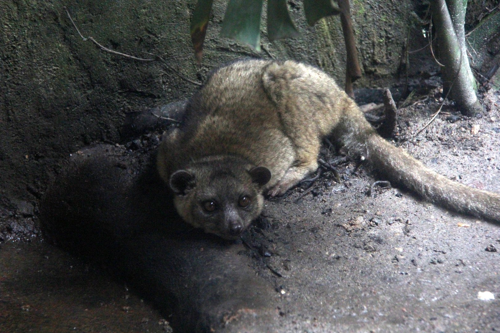 olinguito (Bassaricyon neblina)