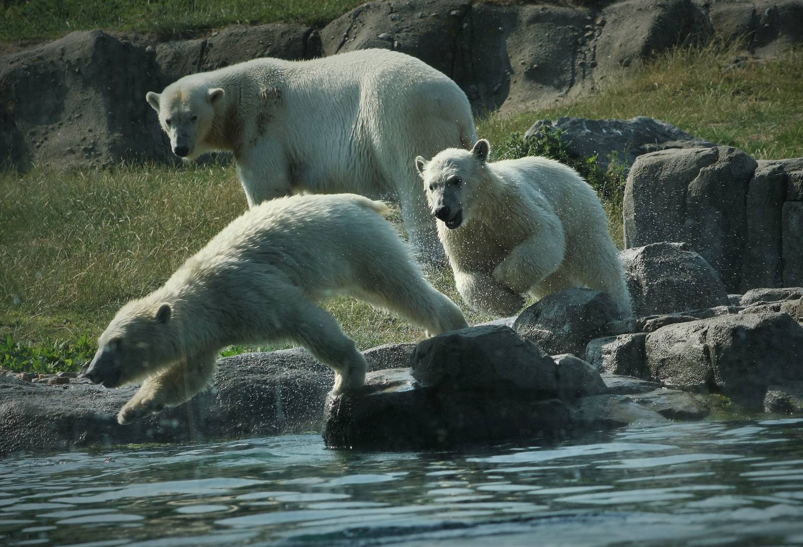 Olinka and her cubs Sizzel & Todz.