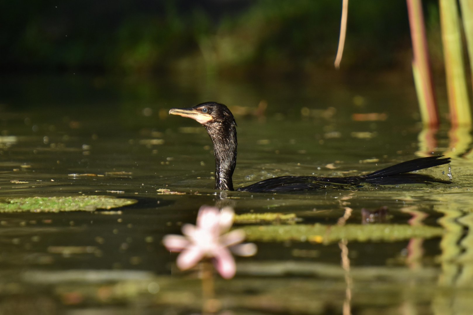 Olivaceous Cormorant (Phalacrocorax brasilianus)