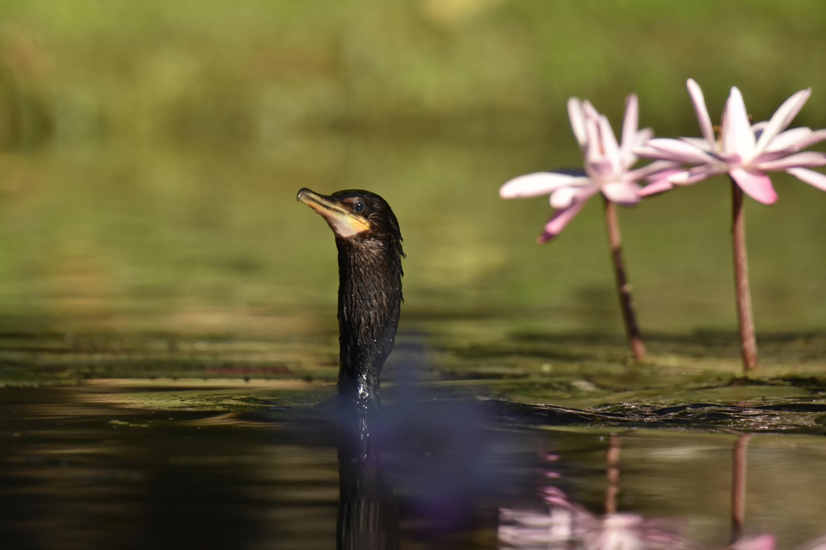 Olivaceous Cormorant (Phalacrocorax brasilianus)