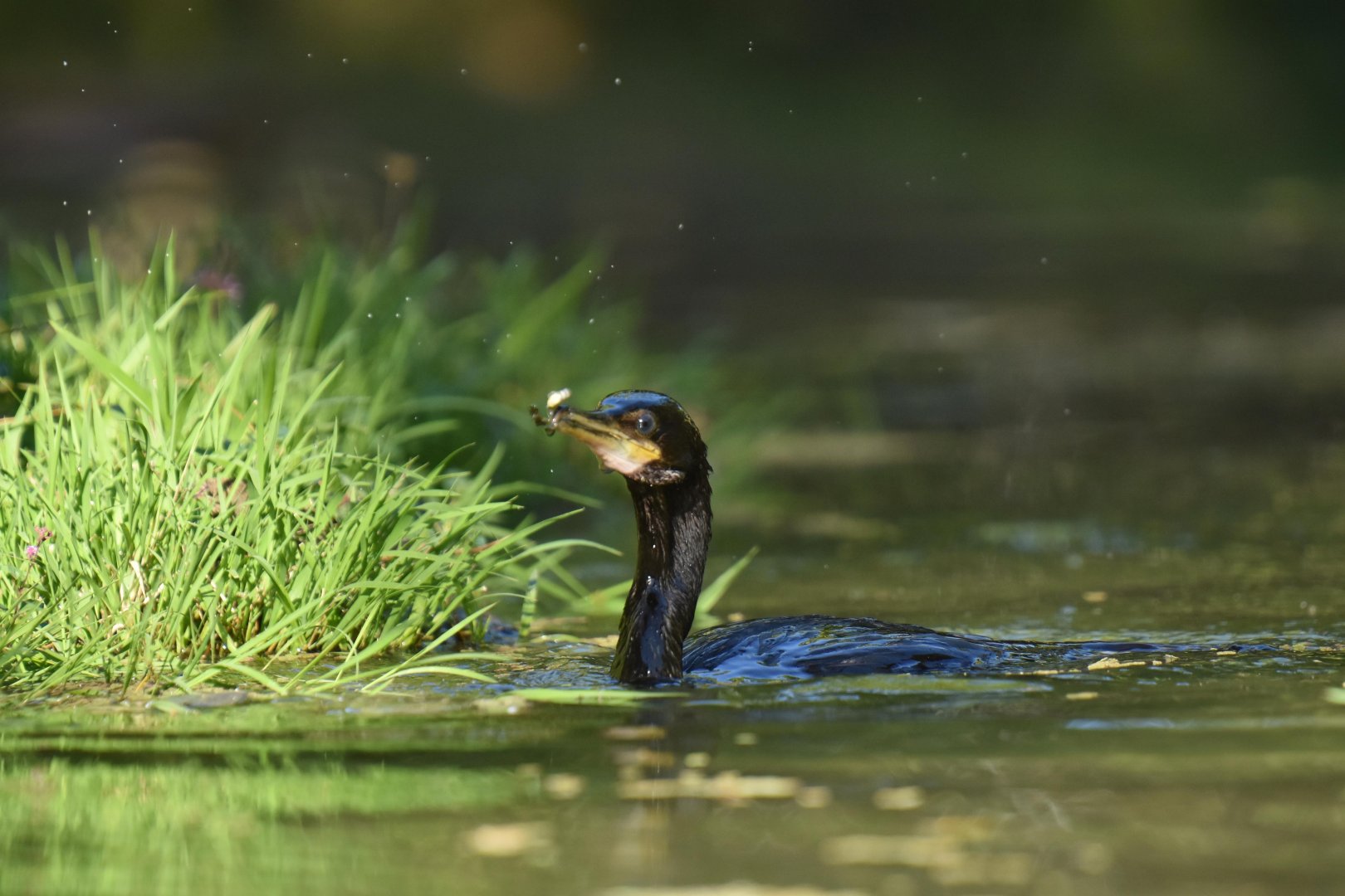 Olivaceous Cormorant (Phalacrocorax brasilianus)