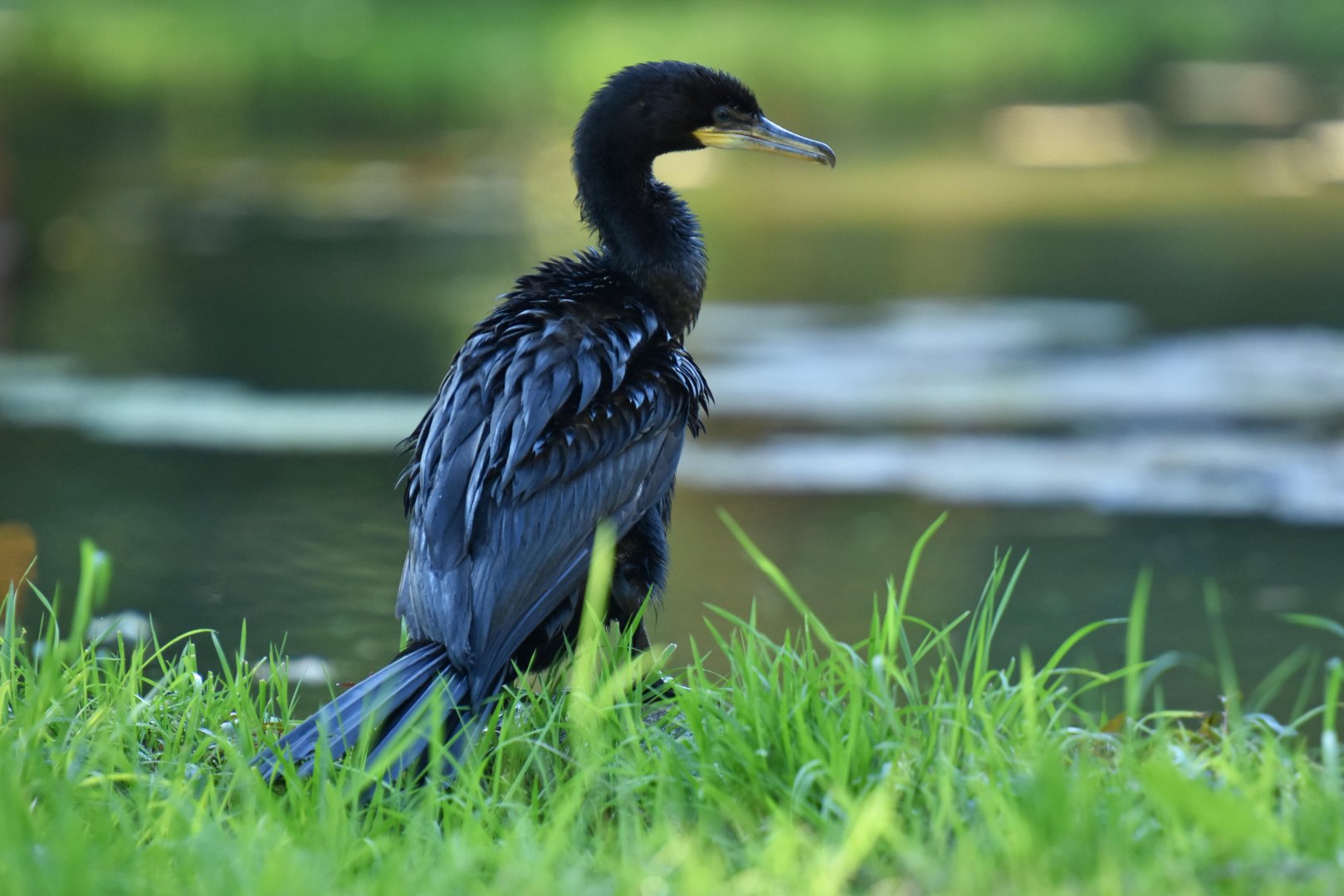 Olivaceous Cormorant (Phalacrocorax brasilianus)