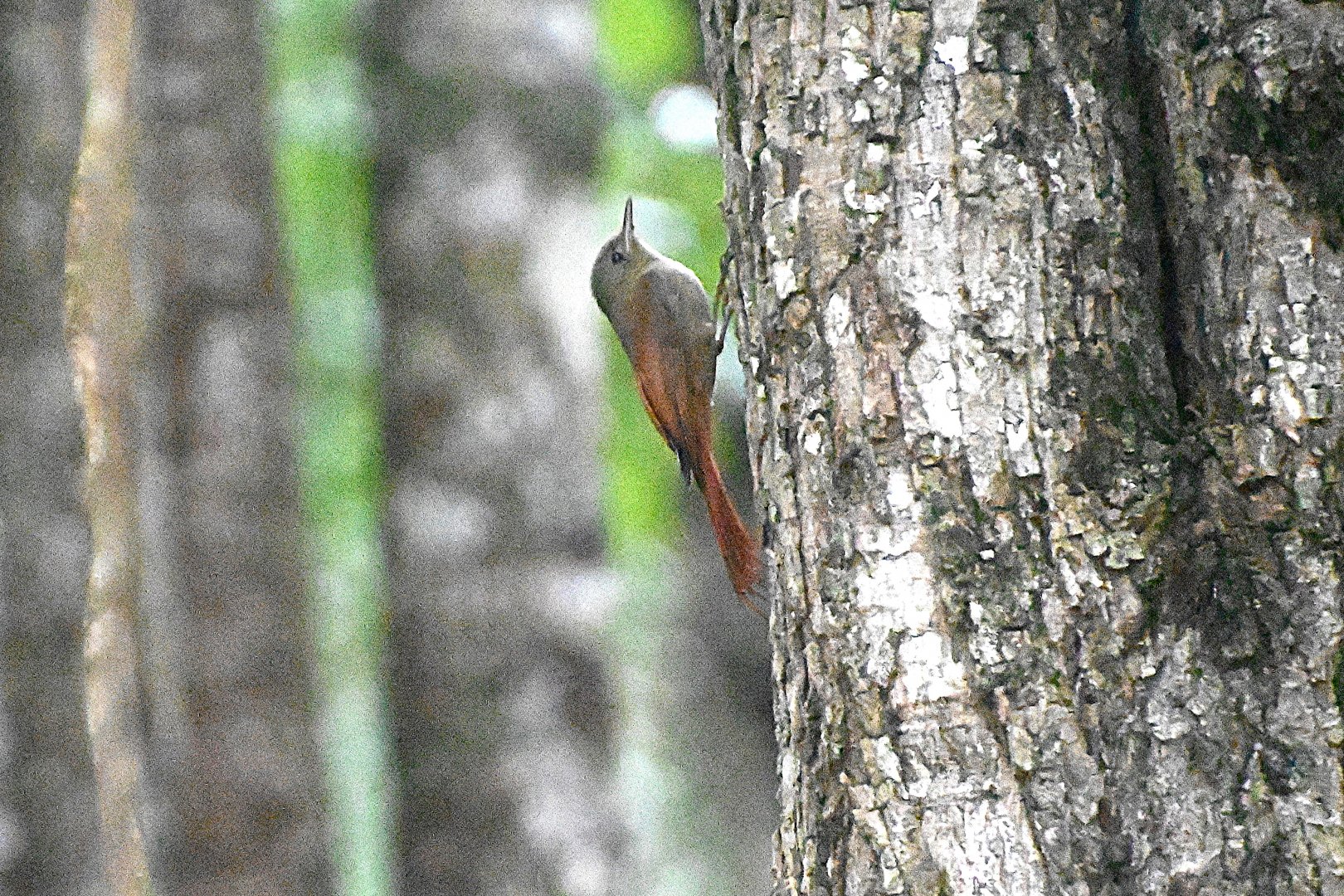 Olivaceous woodcreeper (Sittasomus griseicapillus)