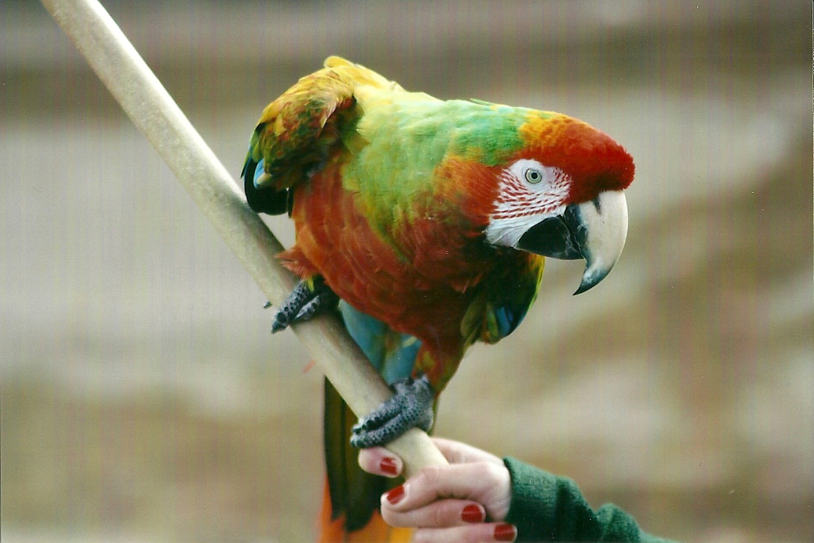 Olive 1st November 2012