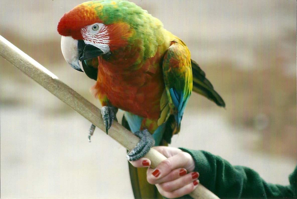 Olive 1st November 2012