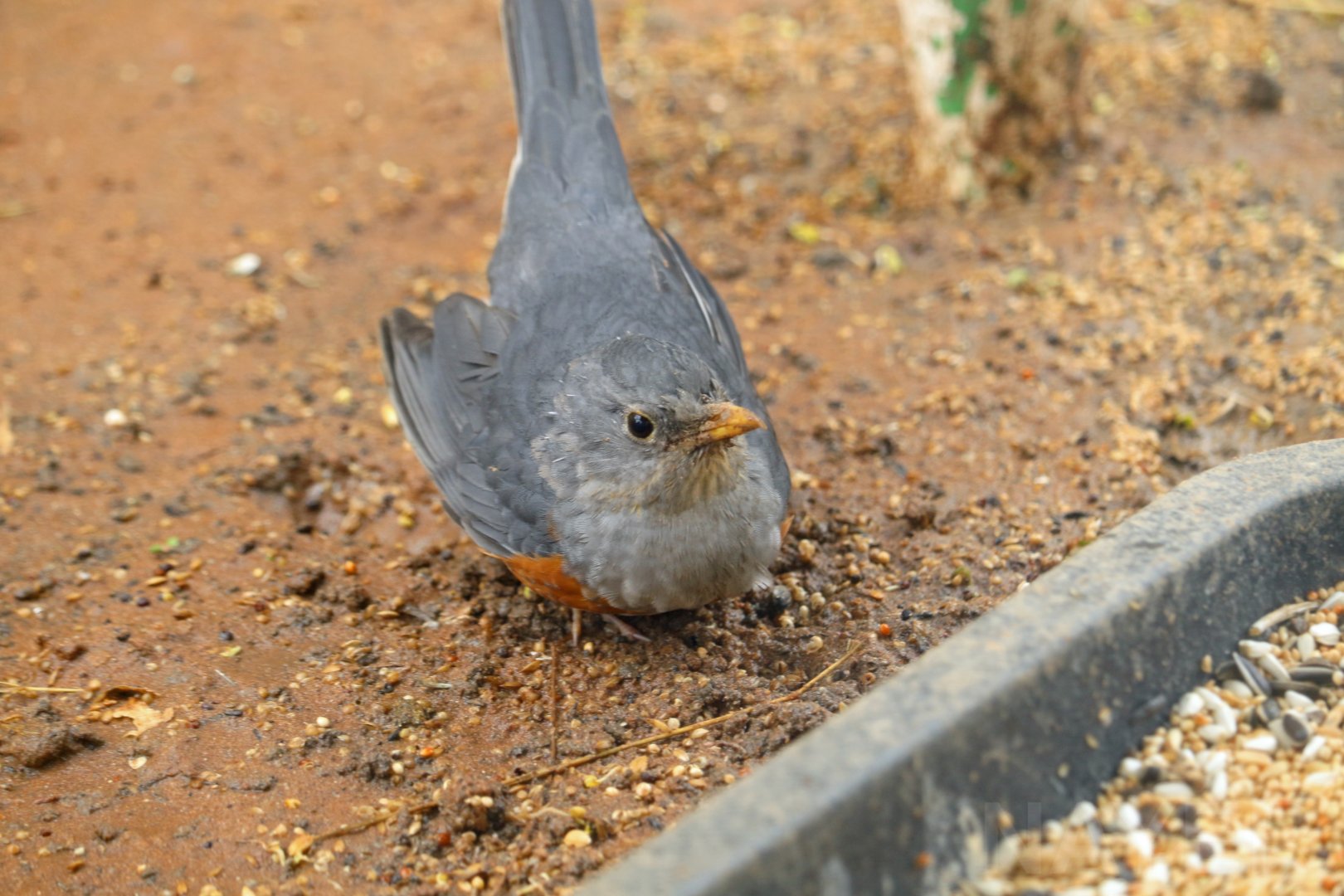 Olive/Abyssinian thrush?