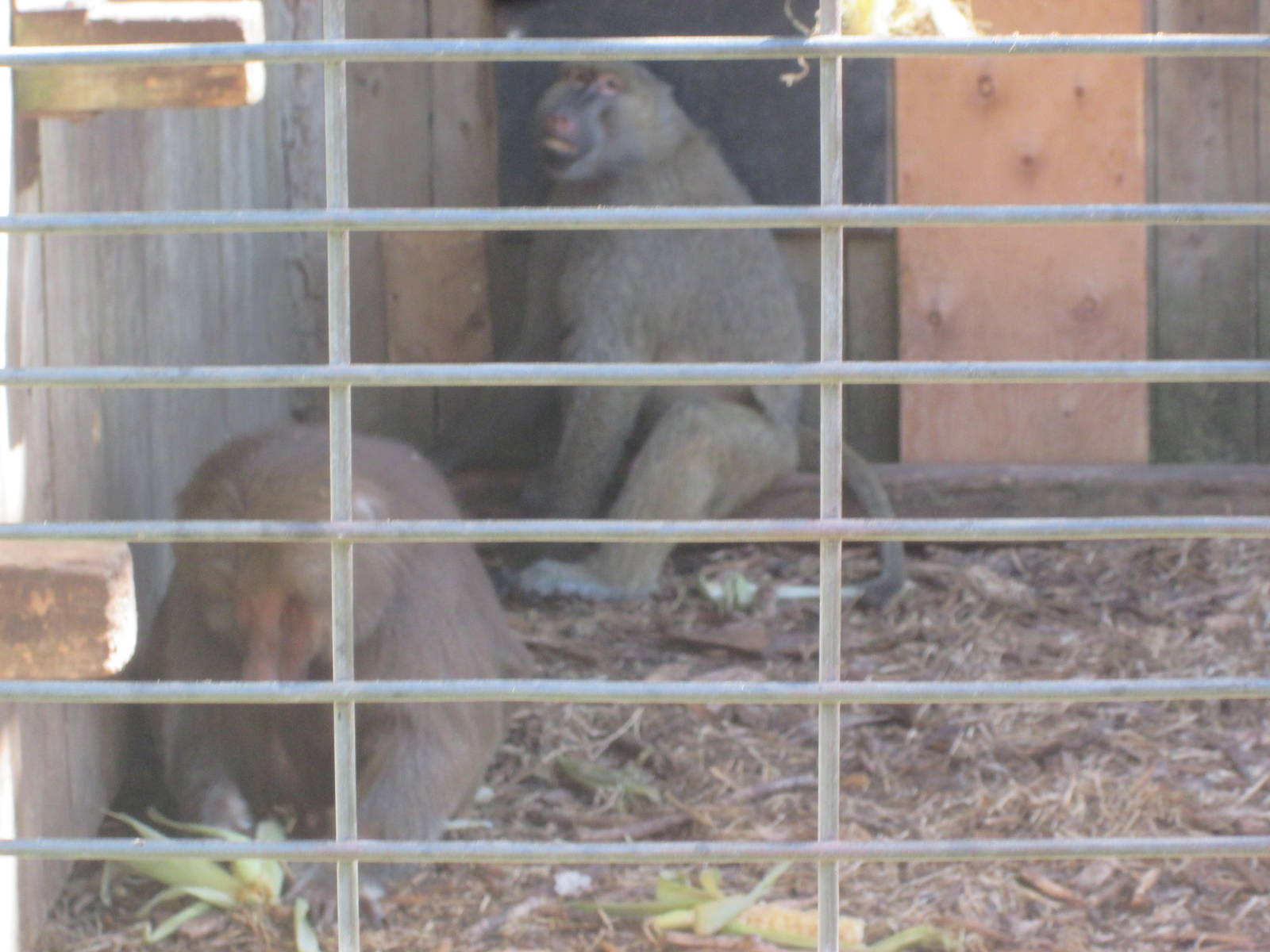 Olive and Hamadryas Baboons
