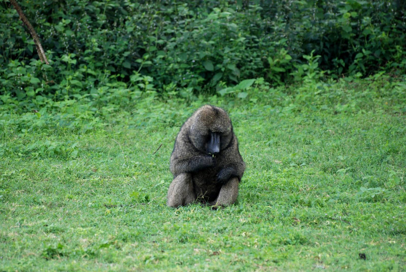 Olive Baboon at Bishangari Lodge, 14/10/14