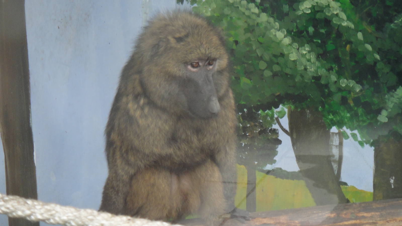 Olive baboon at Chengdu zoo 2012-5-11