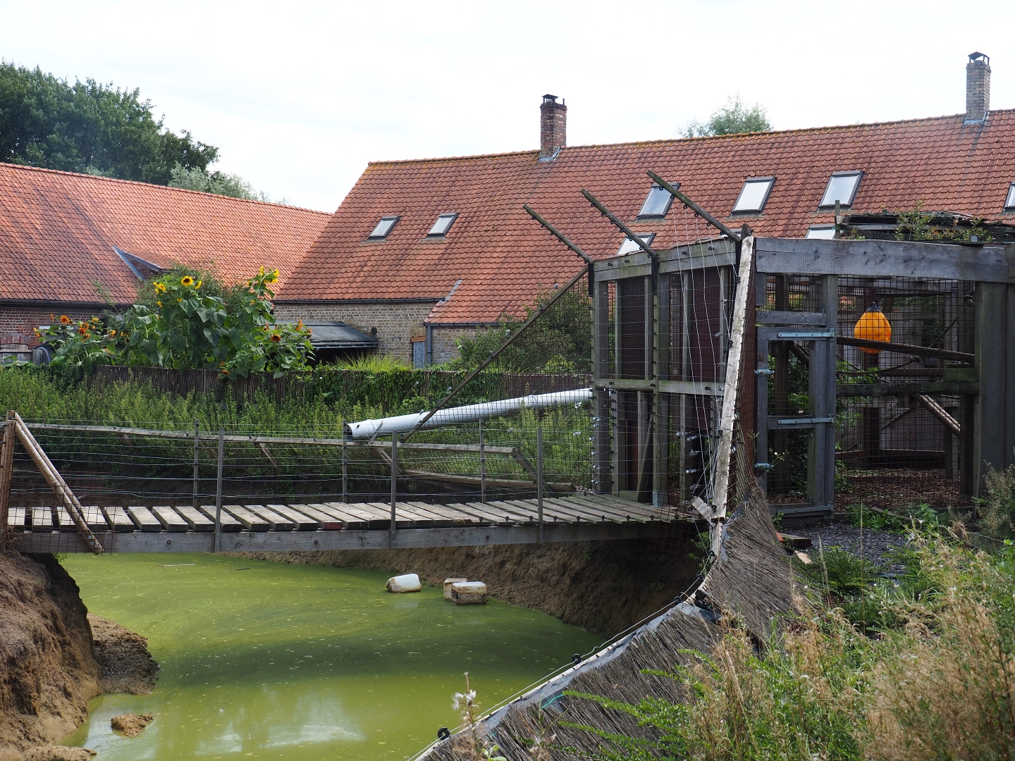Olive baboon cage and island access
