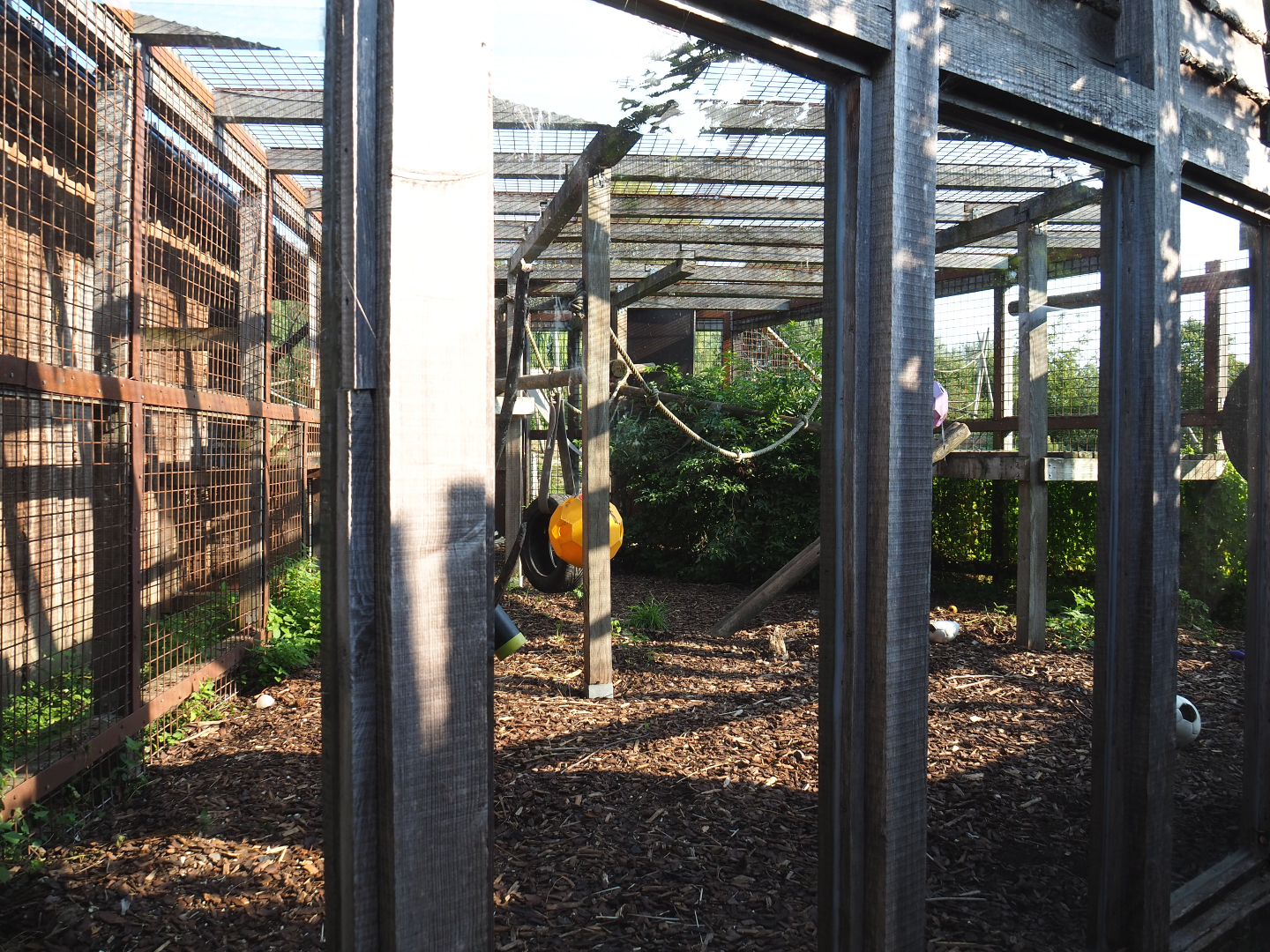 Olive baboon cage between house and island, 2020-09-12