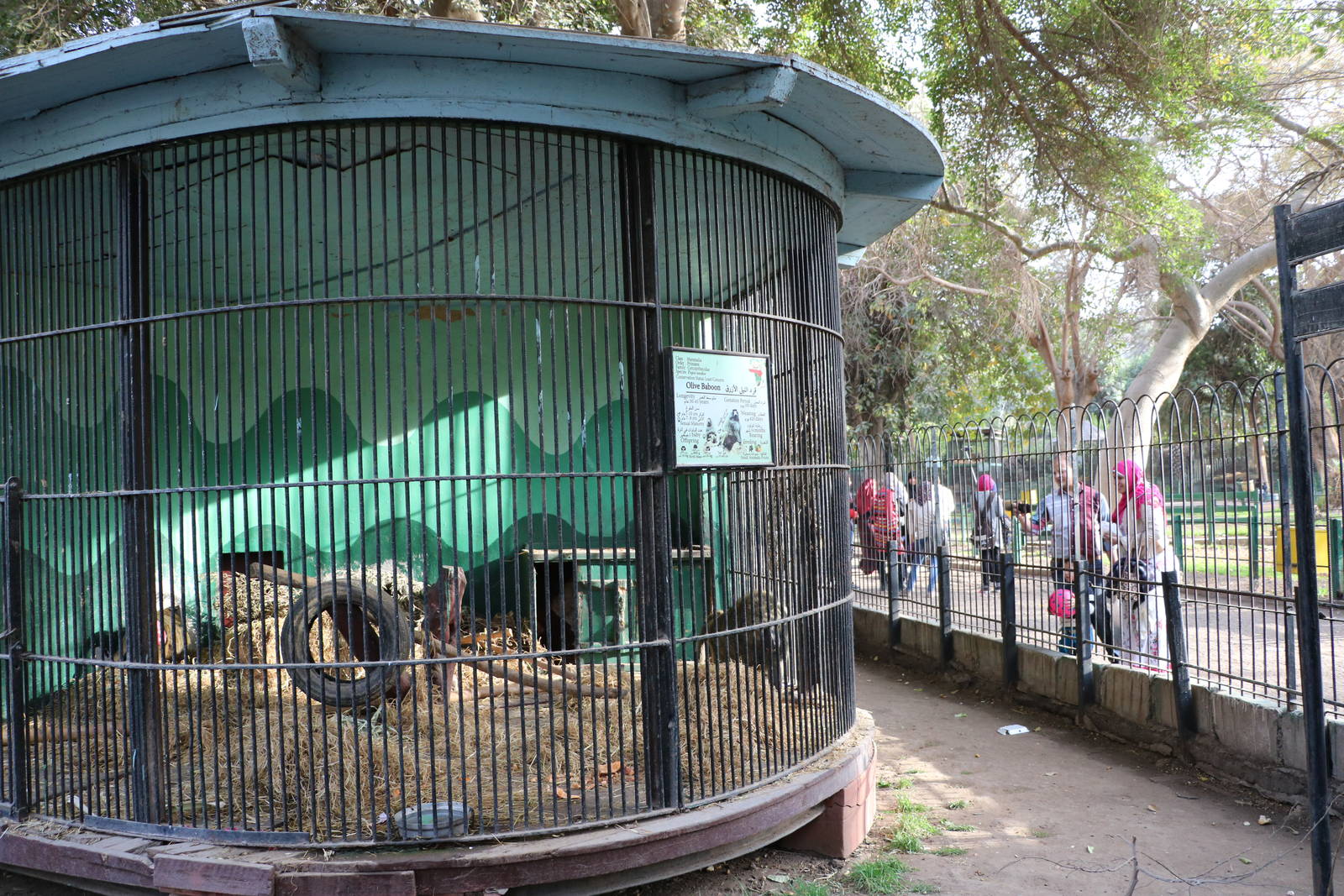 Olive baboon cage, February 2016