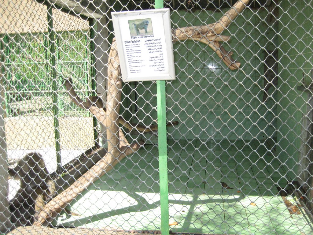 Olive Baboon cage