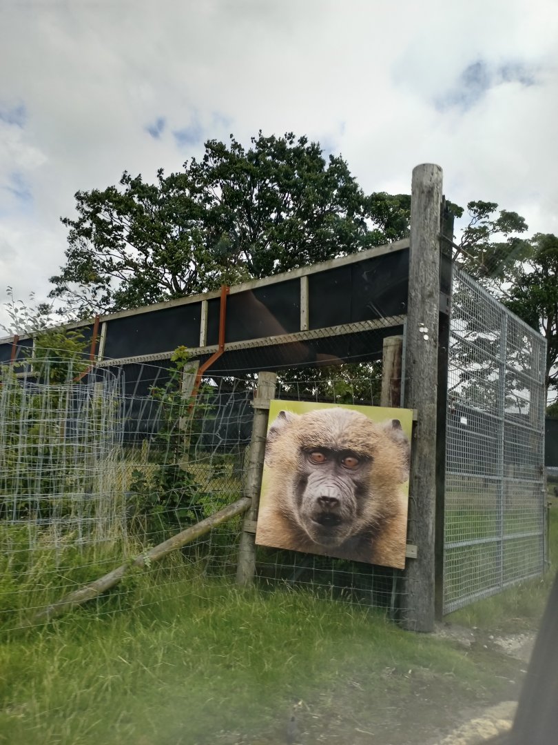 Olive Baboon Drivethrough