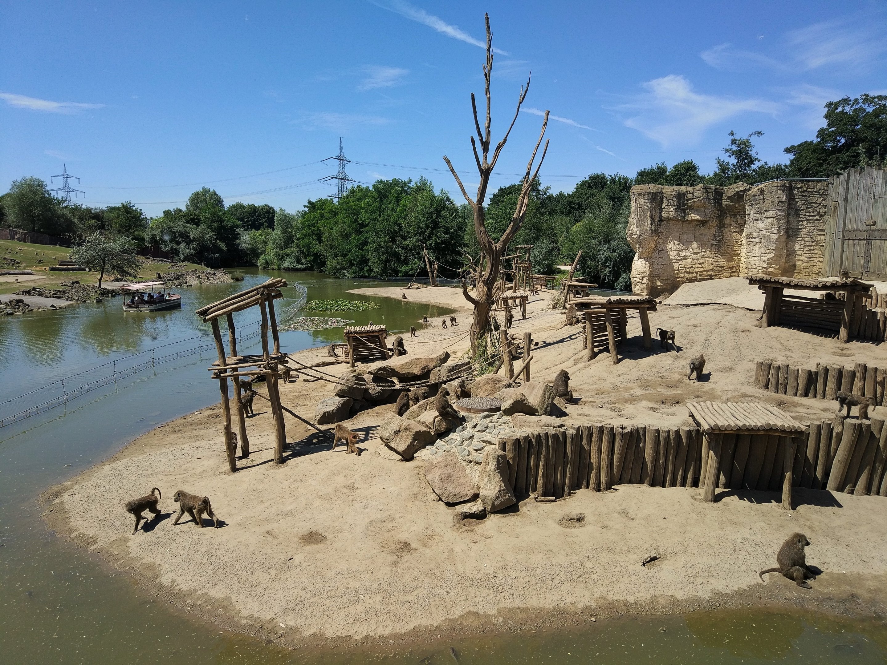 Olive Baboon Enclosure