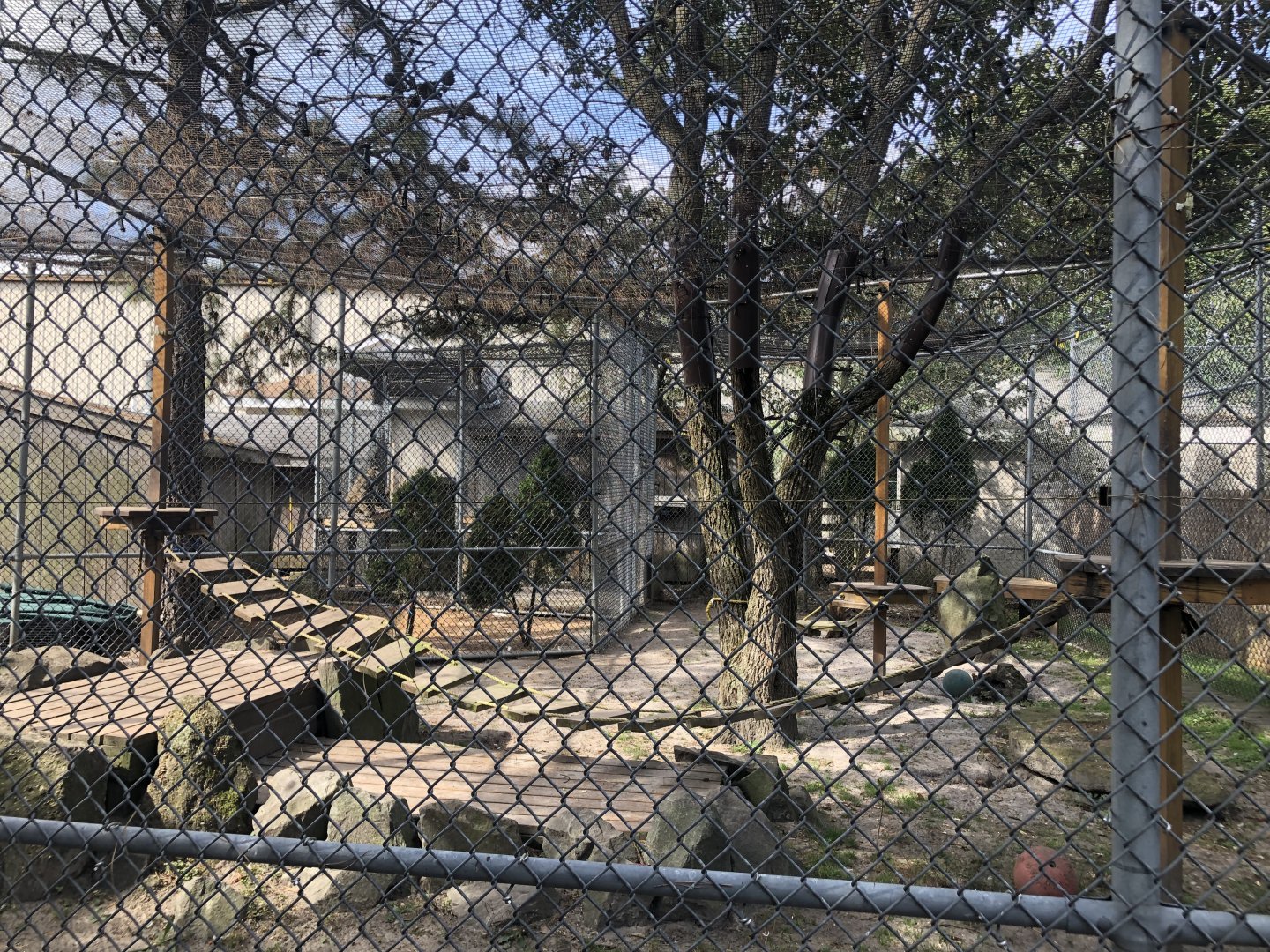 Olive baboon enclosure