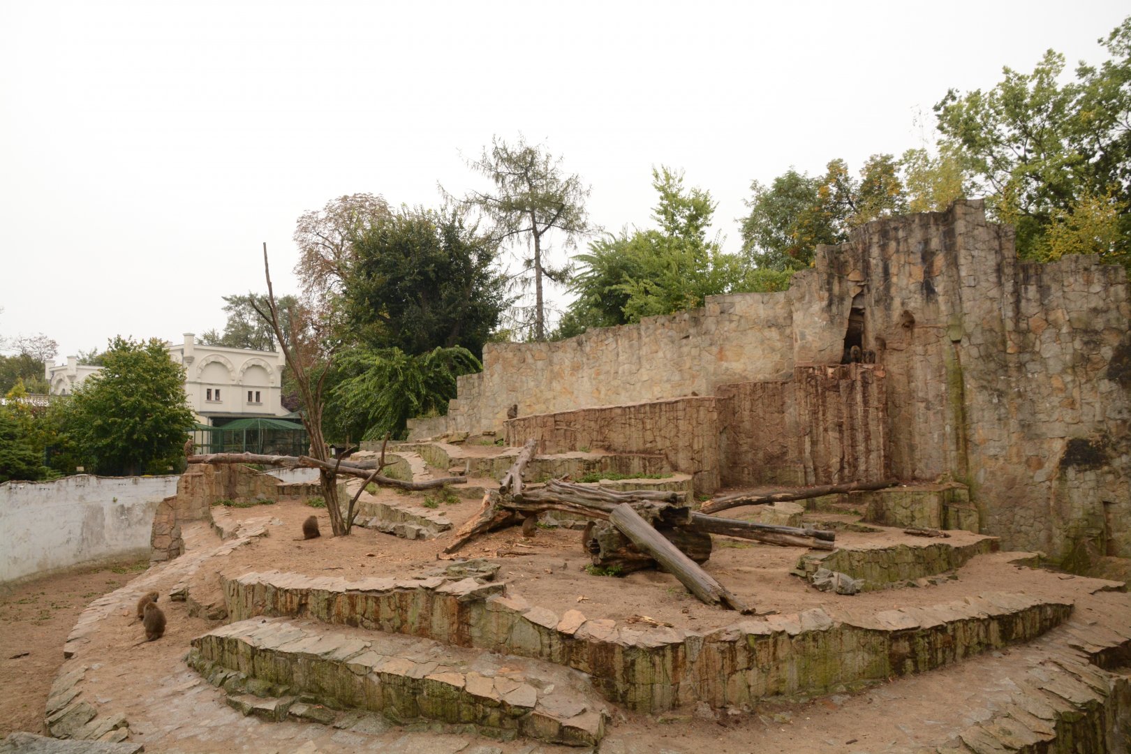 Olive Baboon enclosure