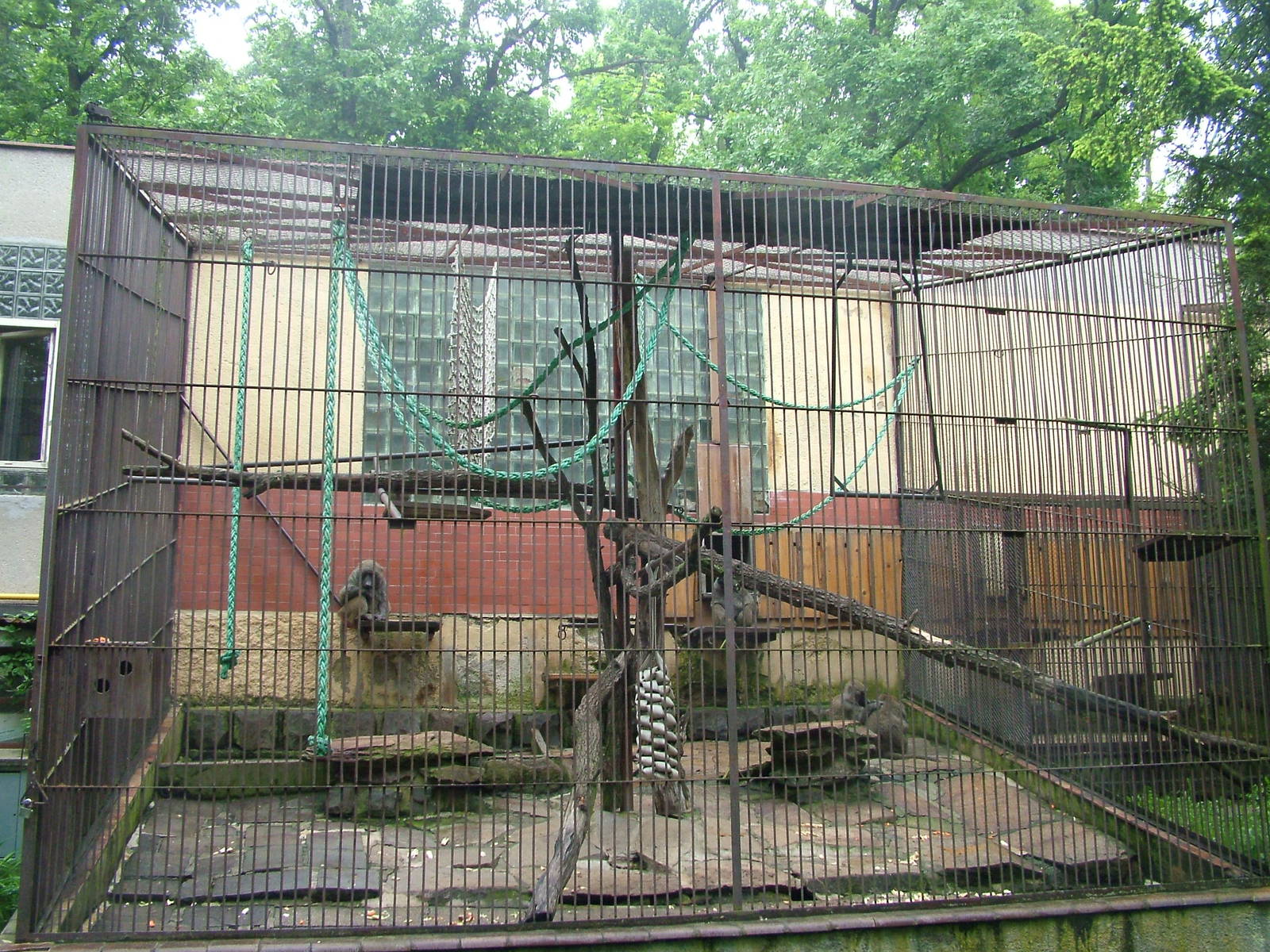 Olive Baboon exhibit at Brno, 27/05/10