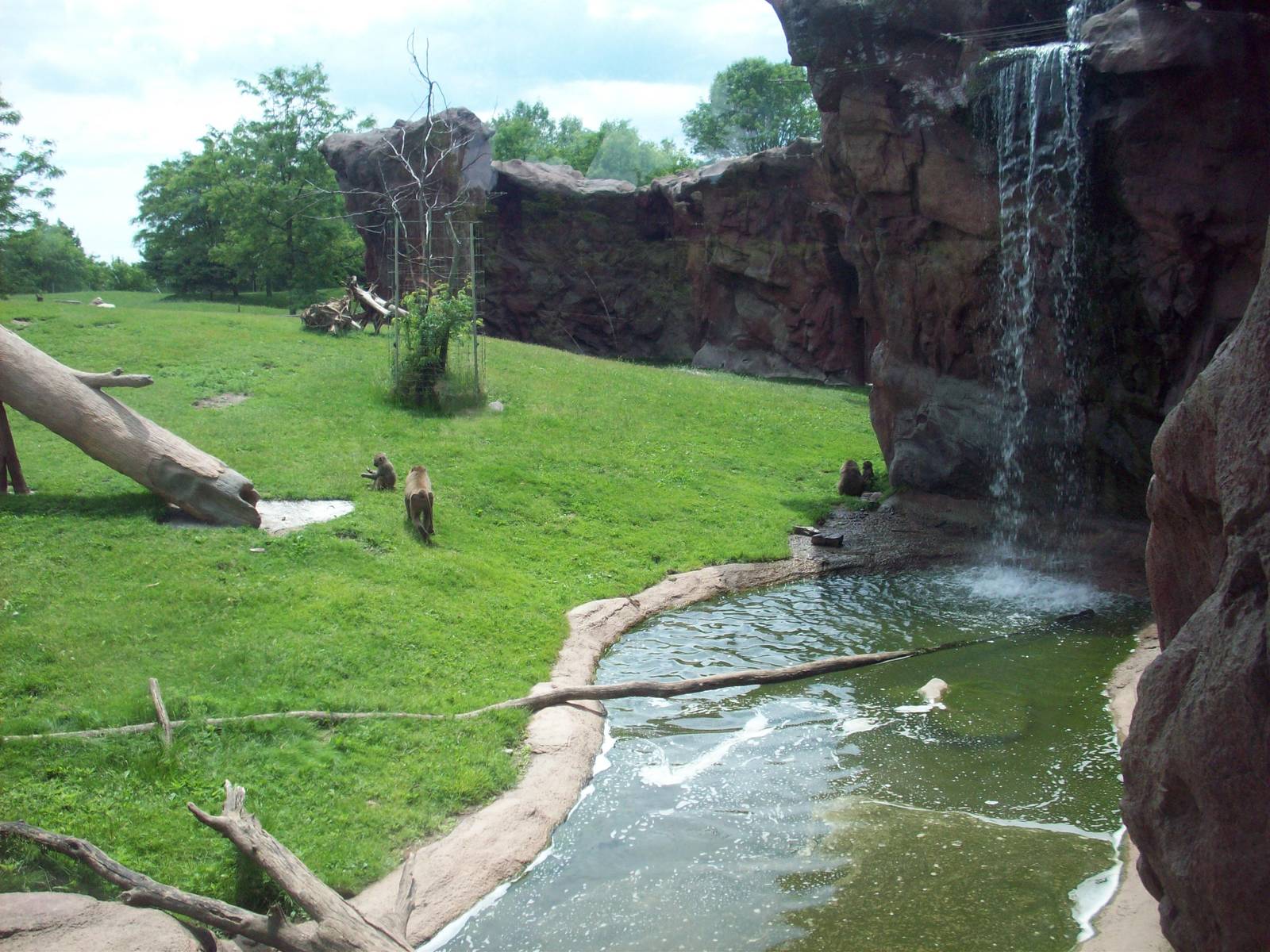 Olive Baboon Exhibit.