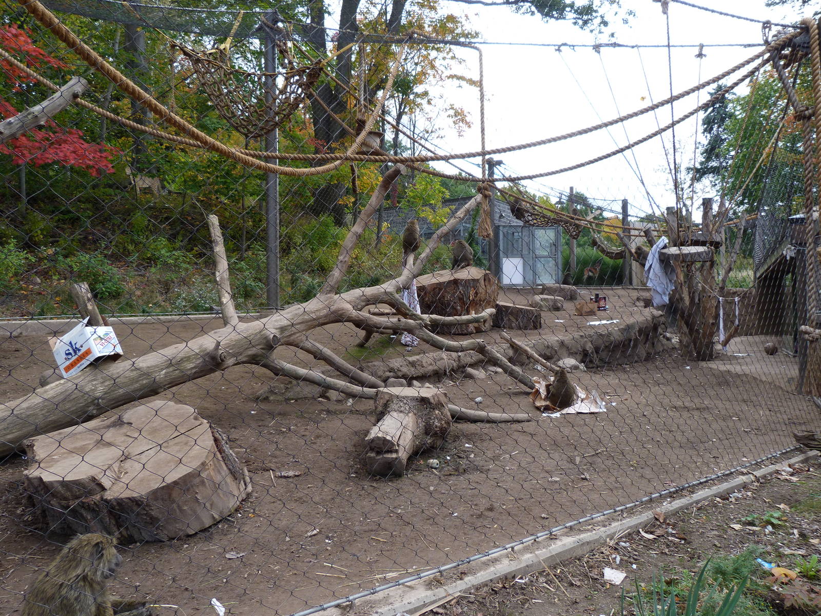 Olive Baboon Exhibit