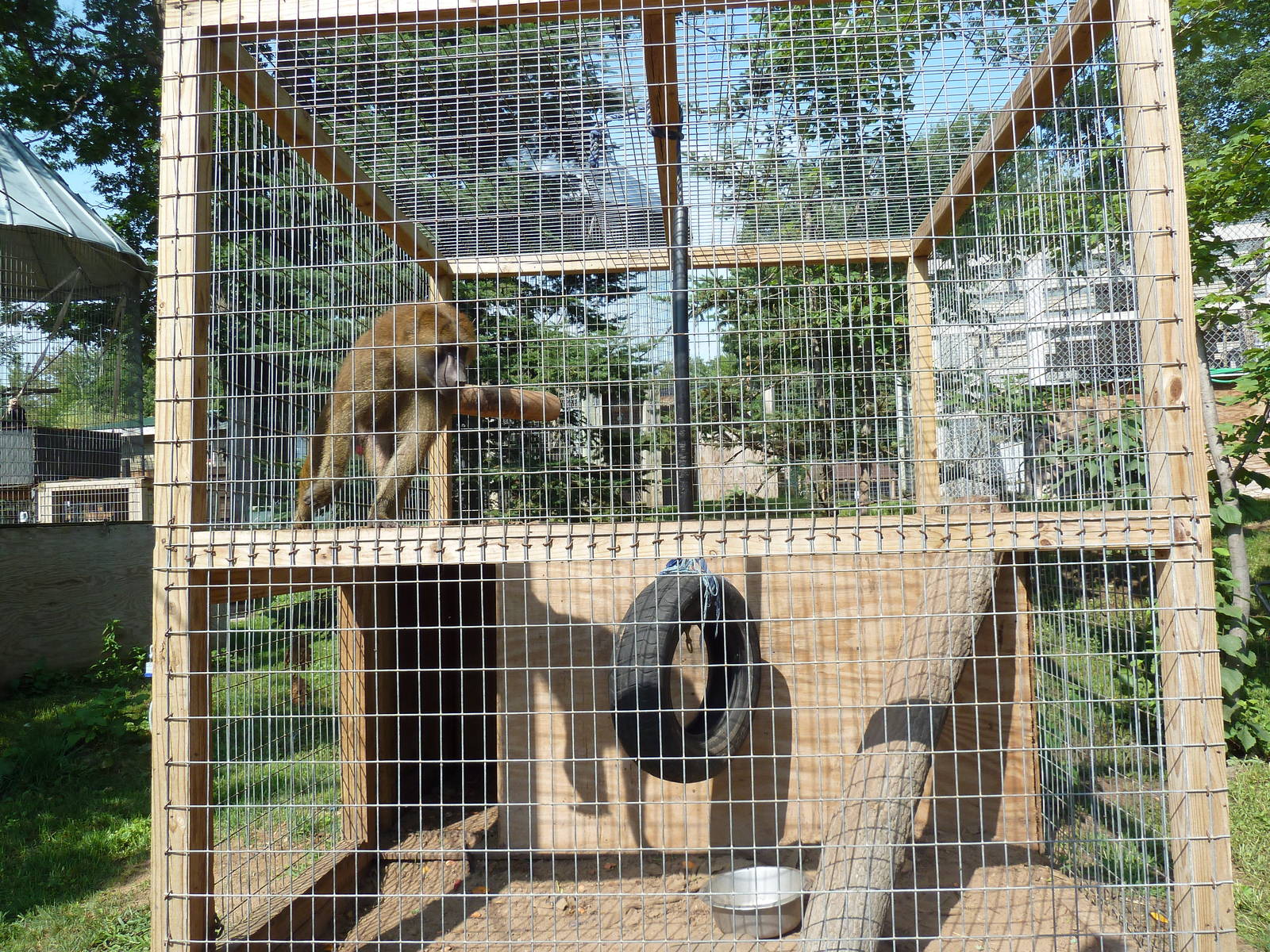 Olive Baboon Exhibit